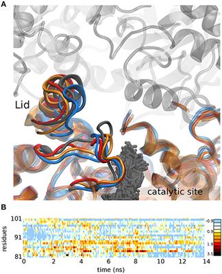 Improvement of the Activity of a Fungal Versatile-Lipase Toward Triglycerides: An in silico Mechanistic Description